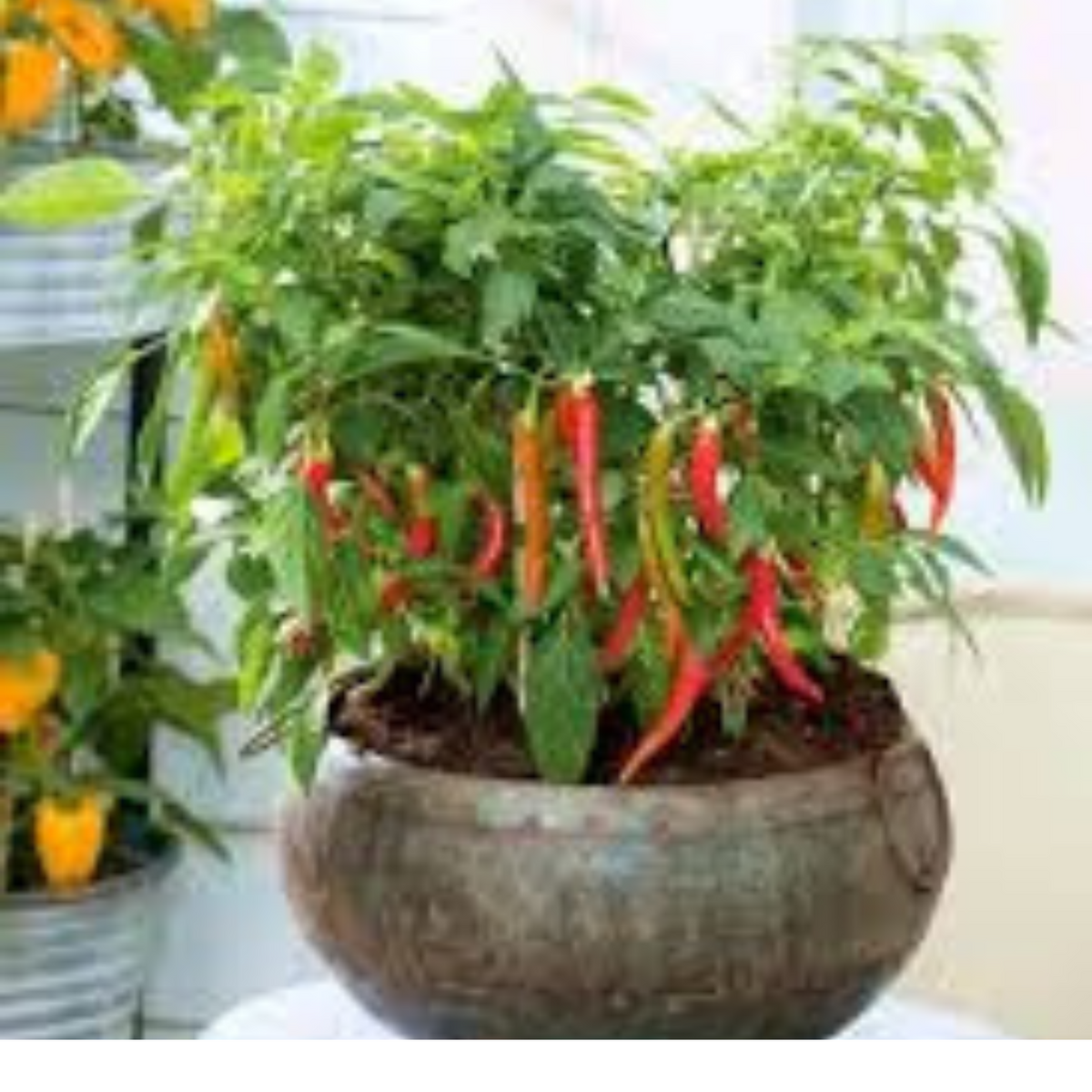 100 Chili Flores Vegetable Plants Colorful Bonsai Plant Delicious Plante Heirloom Seeds (Vegetable Potted Plants)