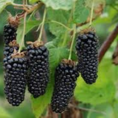 100 Blackberry Garden Sweet Giant Blackberries Bonsai And Tree Plant Triple Crown Black Mulberry Fruit Seeds