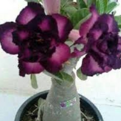 10 Thai Purple 5 Adenium obesum Double layer (Desert Rose) Bonsai Seeds Fresh Flower New Seeds (Original Thai Seeds)