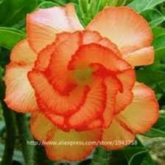 10 Thai Orange 2 Adenium obesum Double layer (Desert Rose) Bonsai Seeds Fresh Flower New Seeds (Original Thai Seeds)