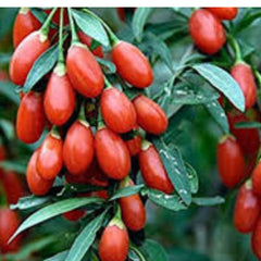 100 Chinese Wolfberry Organic Vegetable Fruit Planting Potted Tree Home Seeds