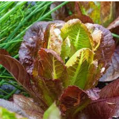 100 Cimmaron Romaine Lettuce Heirloom Seeds (Vegetable) Non Gmo