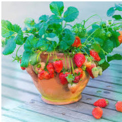 100 Climbing Red Strawberry Bonsai Salubrious Taste X Non-gmo Mount Fruit Seeds