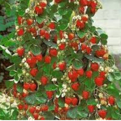 100 Climbing Strawberry Tree Plant Fruit Flores Home & Garden Bonsai Seeds