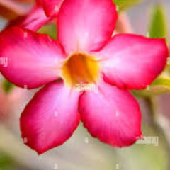 10 Thai Star Line Adenium Obesum (Desert Rose) Seeds Fresh Flower New Seeds (Original Thai Seeds)