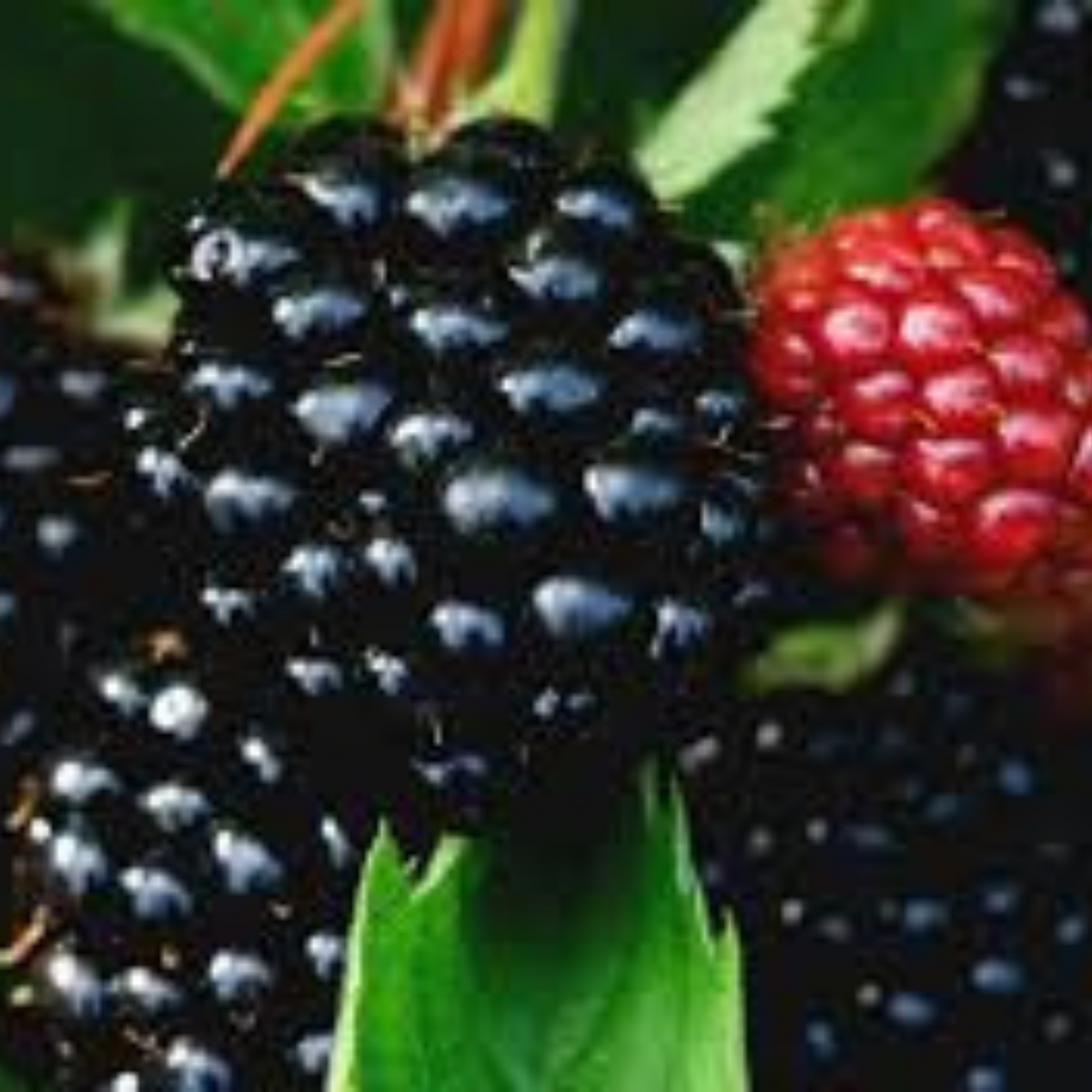 100 Blackberry Tree Raspberry Flores Fruit Plantas Home Garden Plant Creepers Bonsai Plante Sweet And Seeds