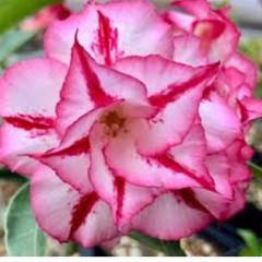 10 Thai Super Nova Adenium Obesum (Desert Rose) Seeds Fresh Flower New Seeds (Original Thai Seeds)