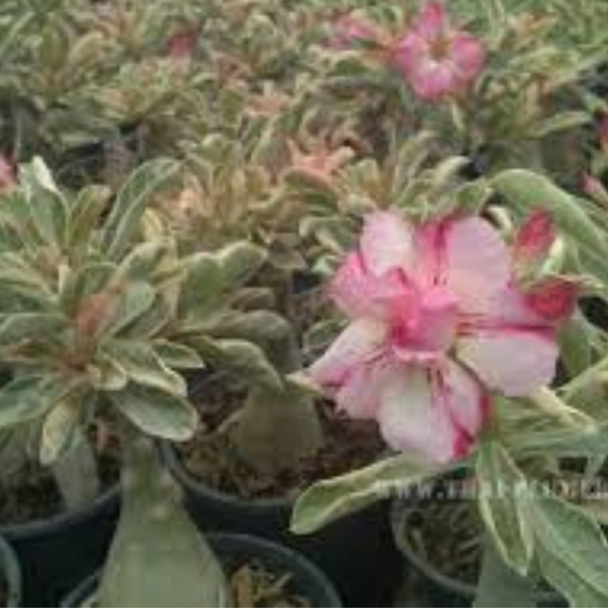 10 Thai Variegated Aenium Obesum 1 (Desert Rose) Bonsai Seeds Fresh Flower New Seeds (Original Thai Seeds)