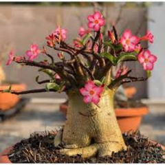 10 Thai Socotranum Aenium Obesum 1 (Desert Rose) Bonsai Seeds Fresh Flower New Seeds (Original Thai Seeds)