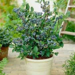 100 Blueberries Black Berry Bonsai Perennial Dwarf Fruit Tree Planting Potted Home Garden Sweet And Juicy Seeds