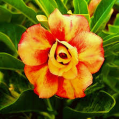 10 Thai Orange 5 Adenium obesum Double layer (Desert Rose) Bonsai Seeds Fresh Flower New Seeds (Original Thai Seeds)