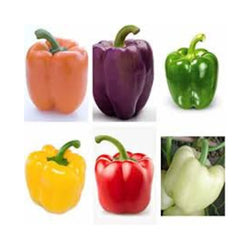 100 Color Bell Pepper Bonsai Plant Vegetable Garden Heirloom Seeds (Vegetable Potted Plants)