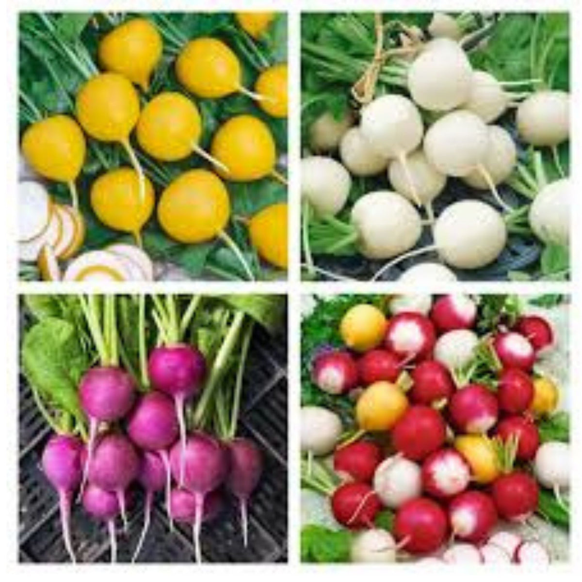 100 Colorful Radish Vegetable Bonsai Plant Organic Heirloom Seeds (Vegetable Potted Plants)