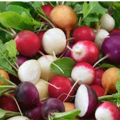 100 Colorful Radish Vegetable Bonsai Plant Organic Heirloom Seeds (Vegetable Potted Plants)