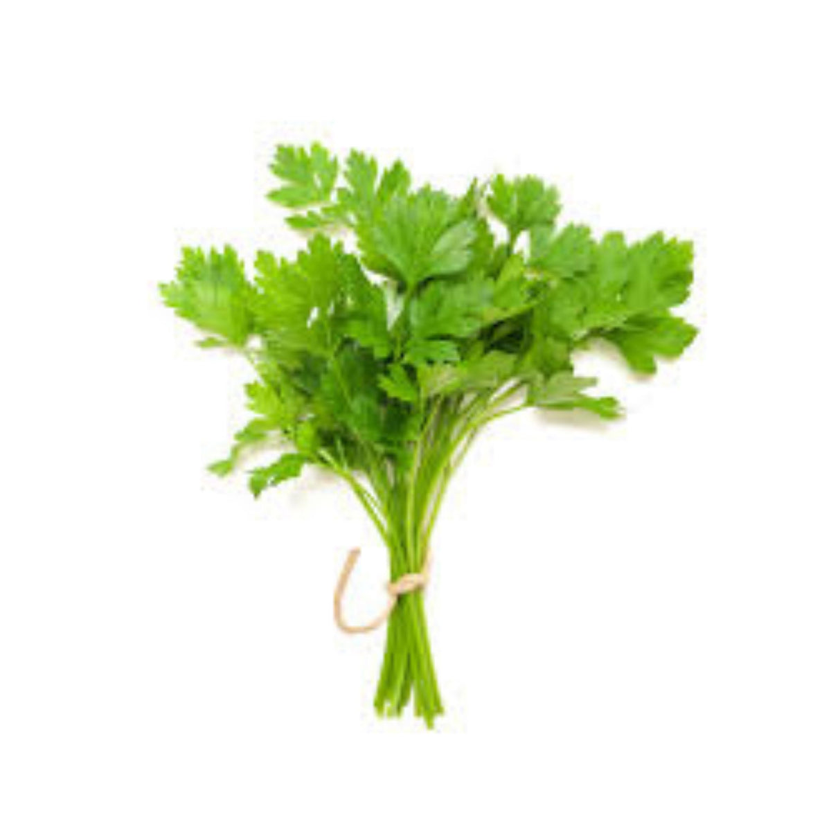 100 Coriander Seeds