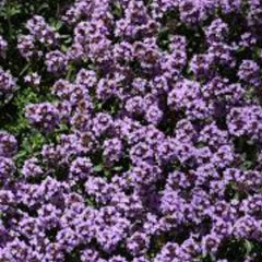 100 Creeping Thyme Herb Seeds Thymus Serpyllum