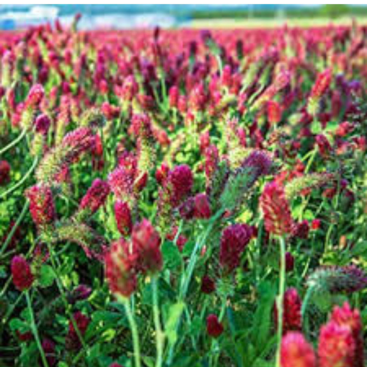 100 Crimson Clover Seeds (Plant Flower)