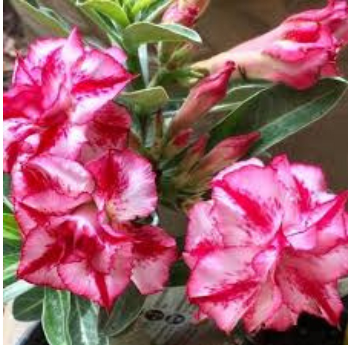15 Thai Super Nova Adenium Obesum Desert Rose Seeds