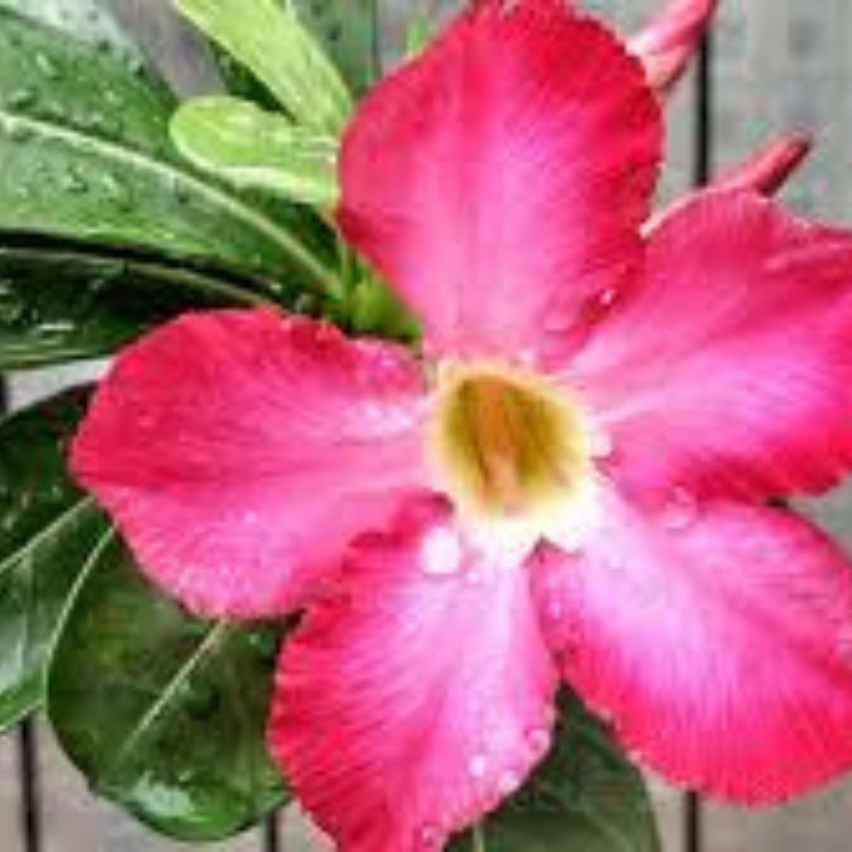 10 Thai Variegated Aenium Obesum 2 (Desert Rose) Bonsai Seeds Fresh Flower New Seeds (Original Thai Seeds)