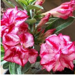 10 Thai Super Nova Adenium Obesum (Desert Rose) Seeds Fresh Flower New Seeds (Original Thai Seeds)