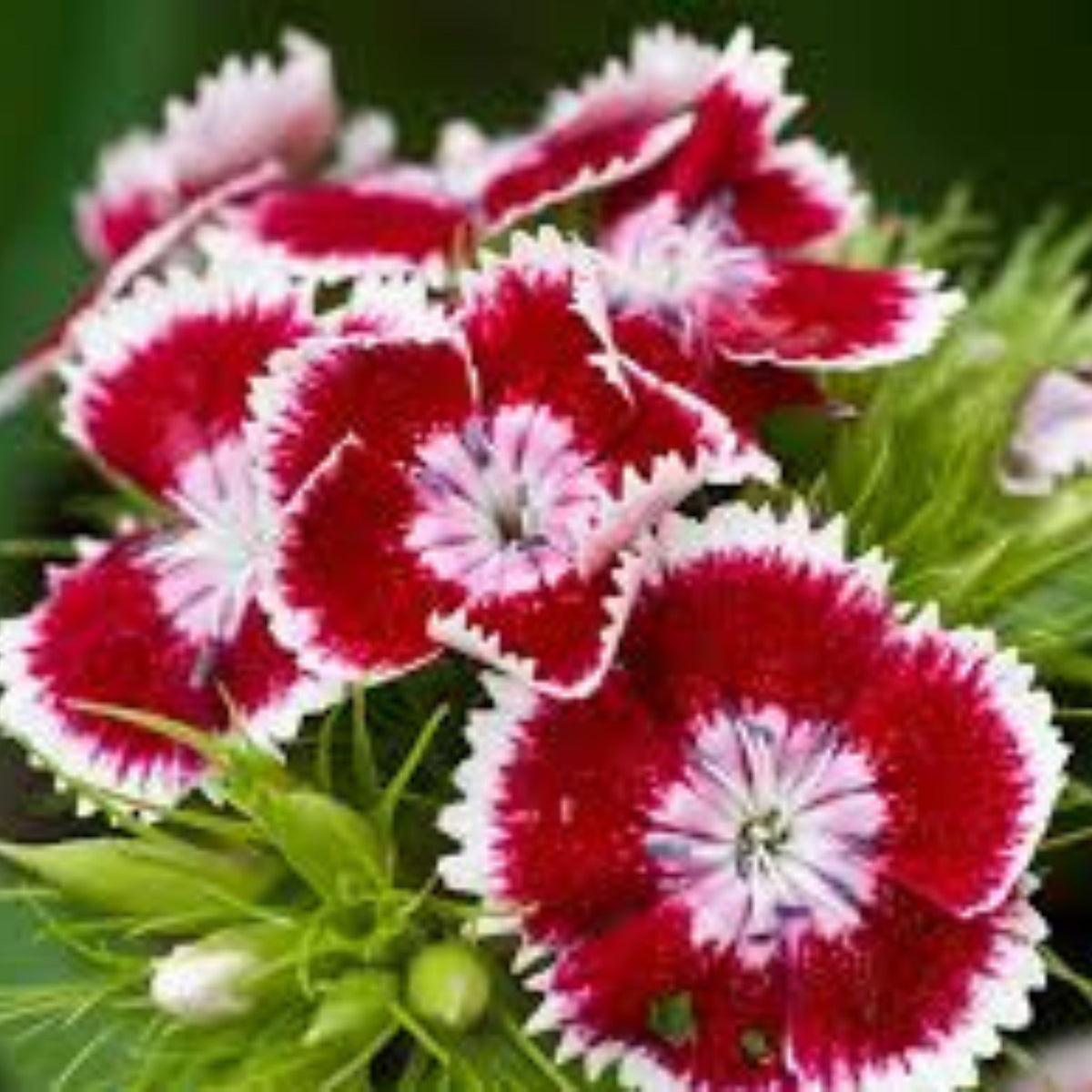 350 Mixed Sweet William Dianthus Flower Seeds