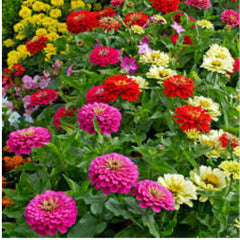 100 Mixed Zinnia California Giant Flower Seeds Big Blooms