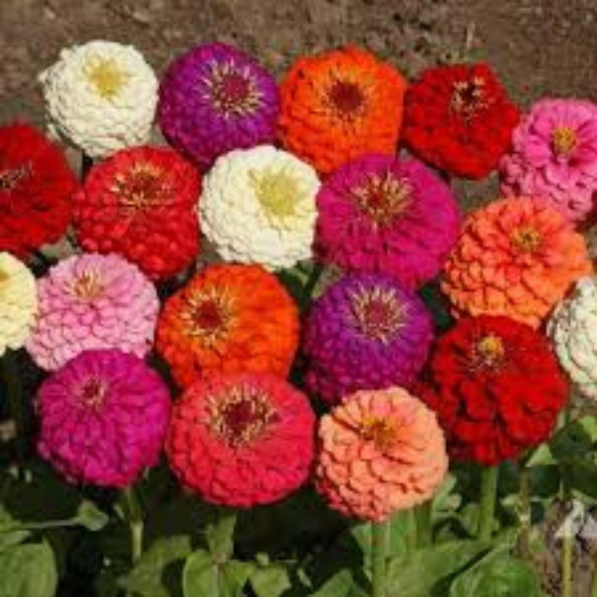 100 Mixed Zinnia lilliput assorted colors flower Seeds (Flower Plants)