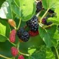 100 Mulberry Seeds (Asia Fruit)