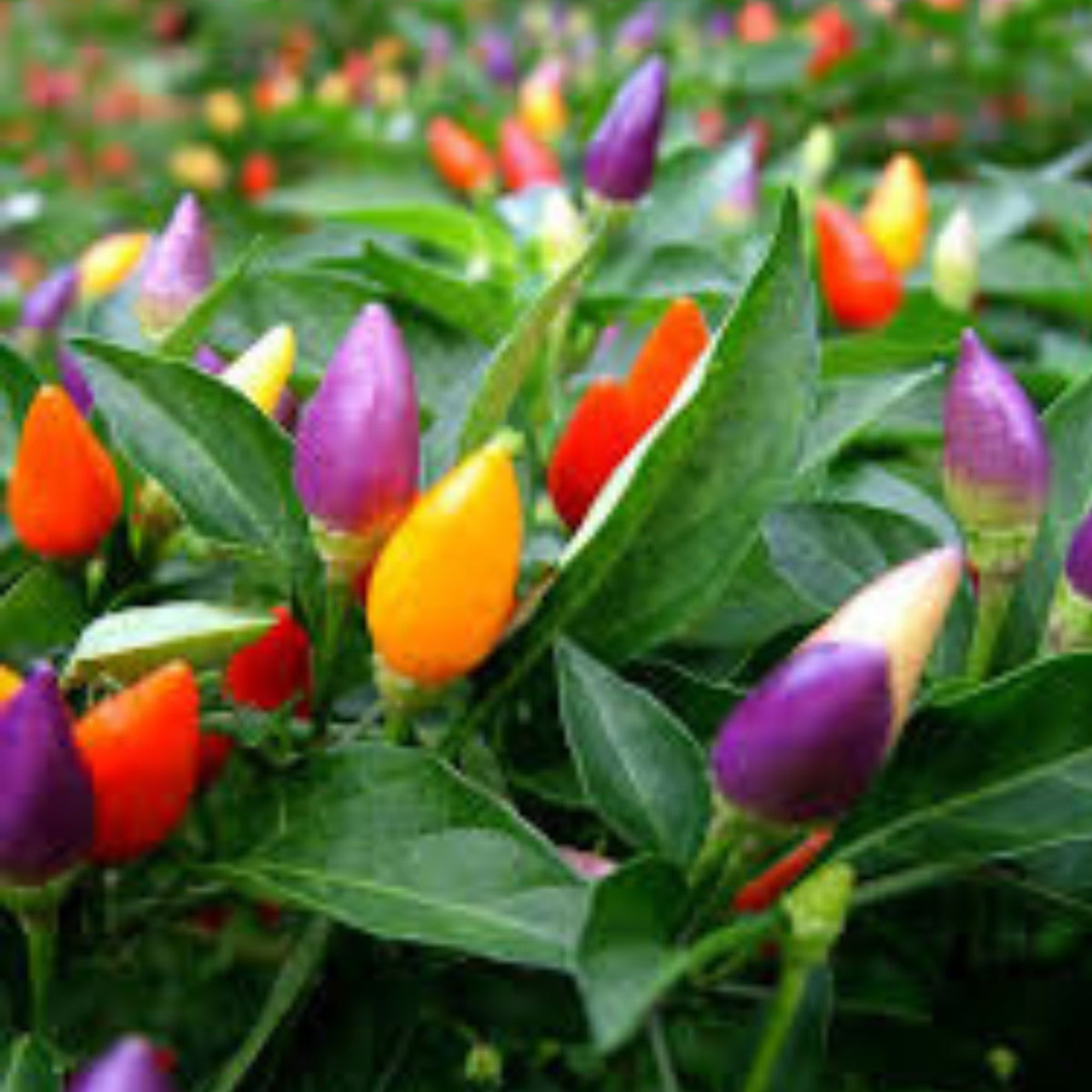 100 Multi Color Hot Chili Pepper Heirloom Seeds (Vegetable Potted Plants)