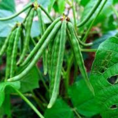 100 Mung Bean Seeds Heirloom Seeds (Vegetable Potted Plants)