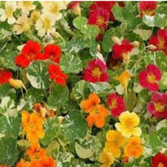 100 Nasturtium Alaskan Mixed Colors flowers Seeds (Plant Flower)