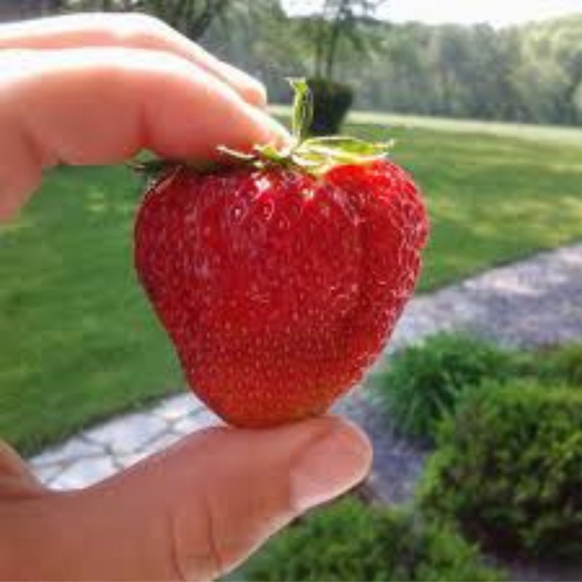 100 Cabot Strawberry Homegrown Edible Garden Fruit Organic Sweet Non-GMO Berry Seeds