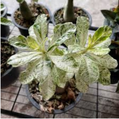 10 Thai Variegated Aenium Obesum 3 (Desert Rose) Bonsai Seeds Fresh Flower New Seeds (Original Thai Seeds)