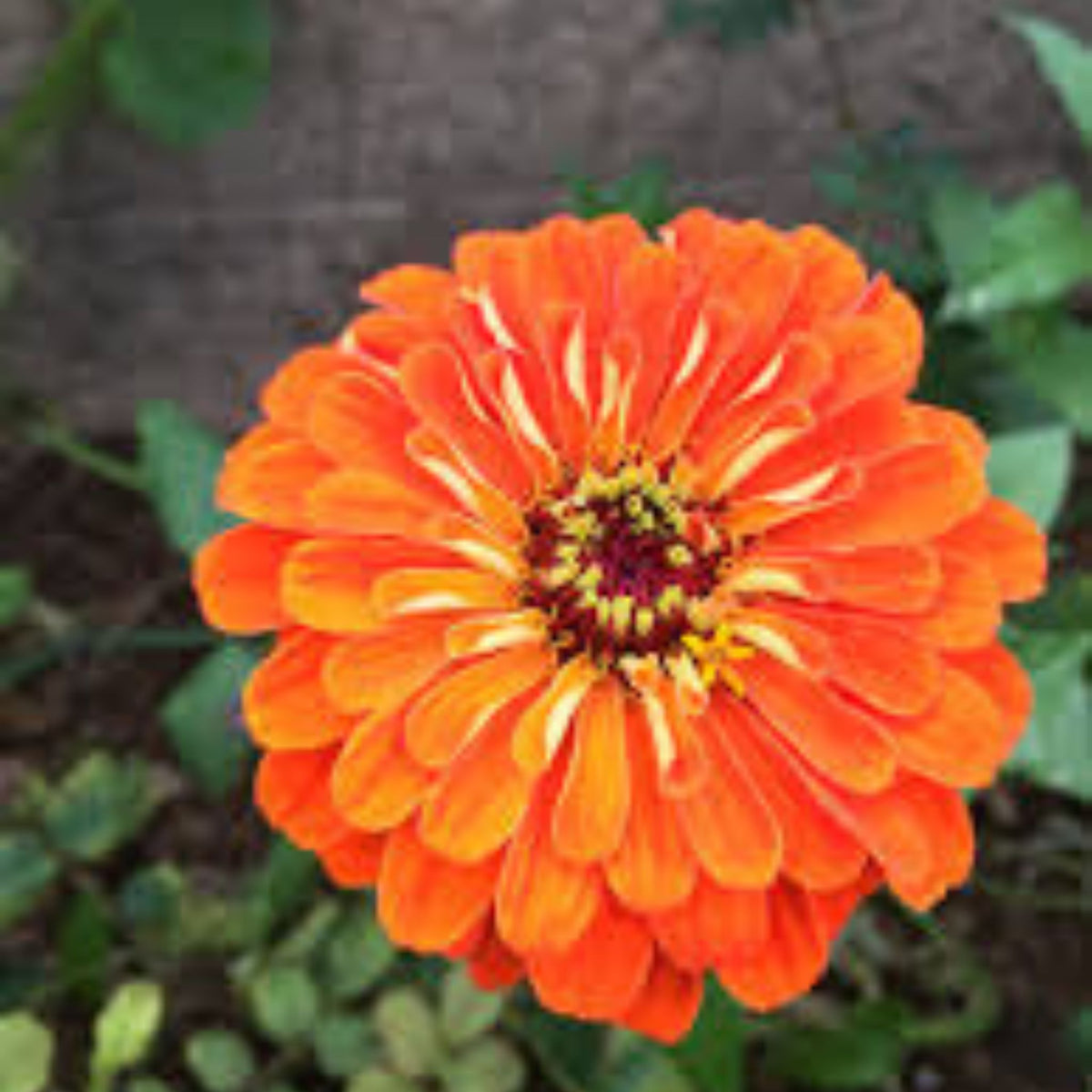 100 Orange Zinnia Flower Seeds (Flower Plants)