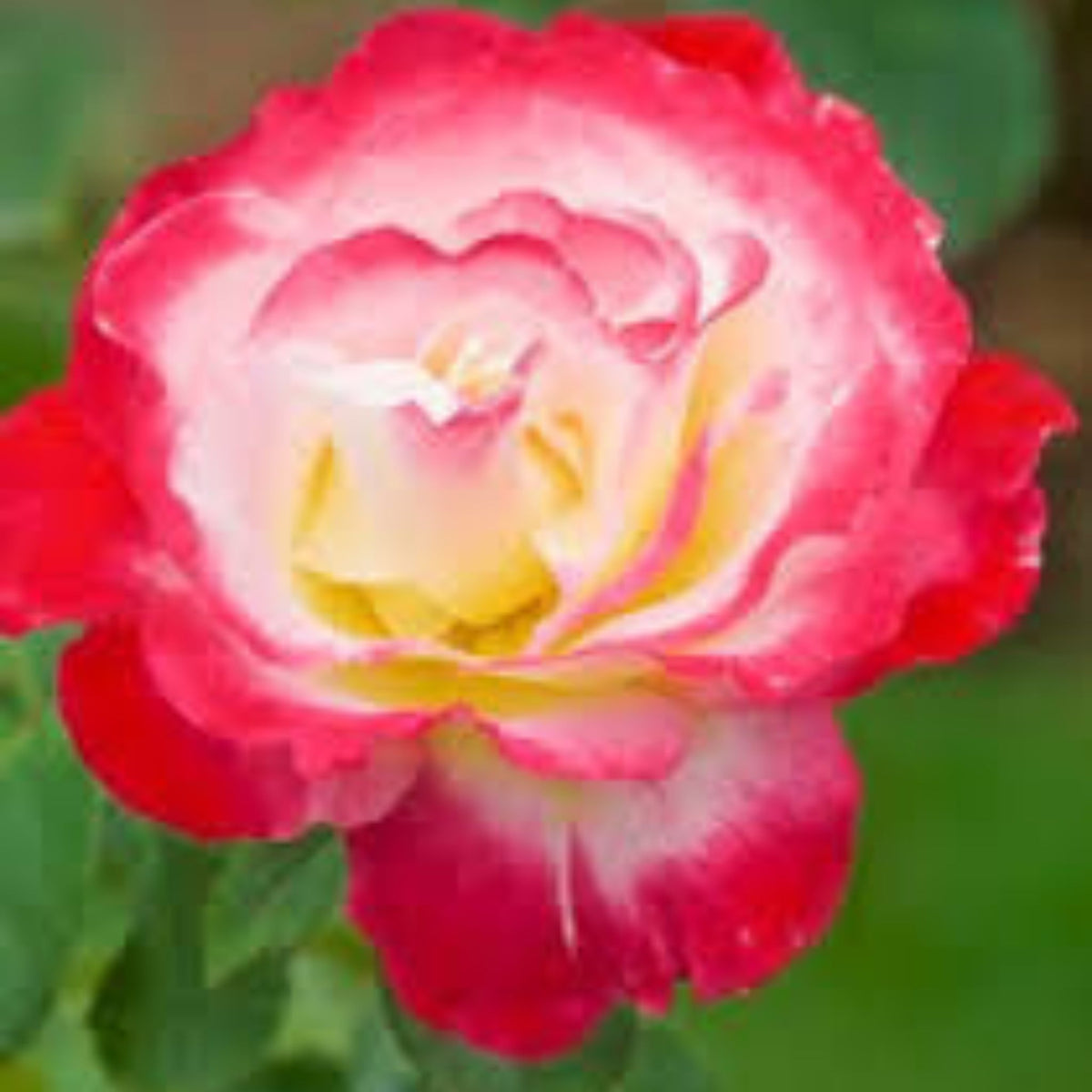 100 Osiria Rose Seeds (Flower Garden Plants)