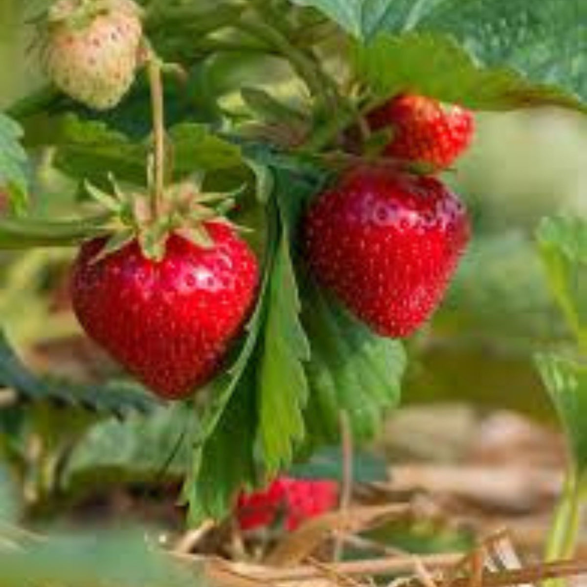 100 Ozark Beauty Strawberry Homegrown Edible Garden Fruit Organic Sweet Non-GMO Berry Seeds