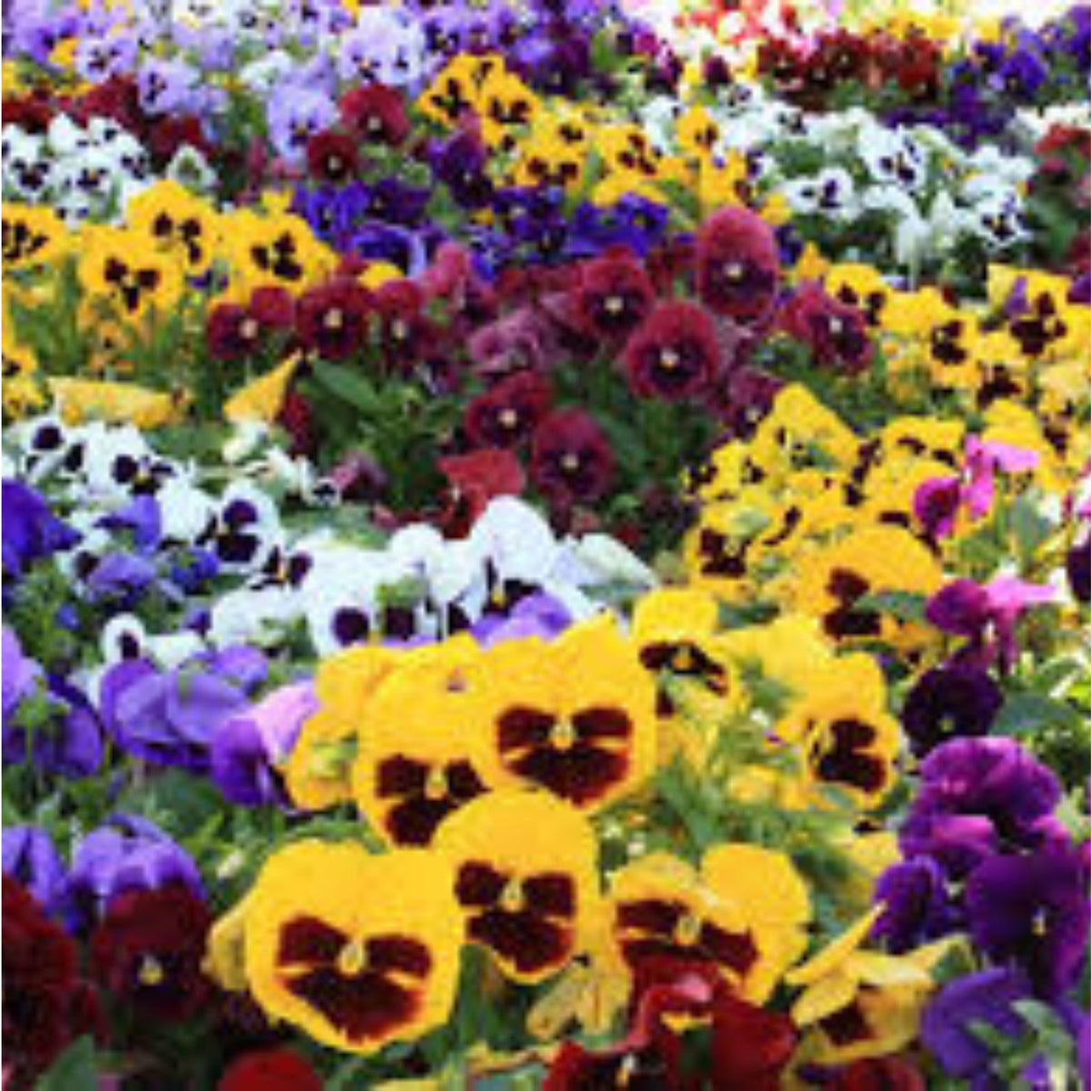 100 Pansy Seeds Perennial Butterfly Flowers (Viola Cornuta Sorbet Series) 001