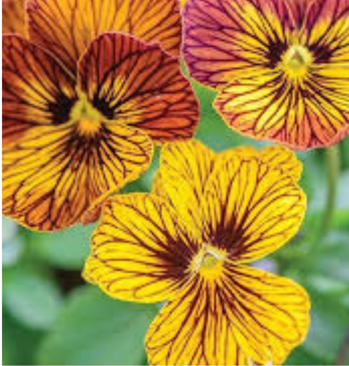 100 Pansy Seeds Perennial Butterfly Flowers (Viola Cornuta Sorbet Series)002