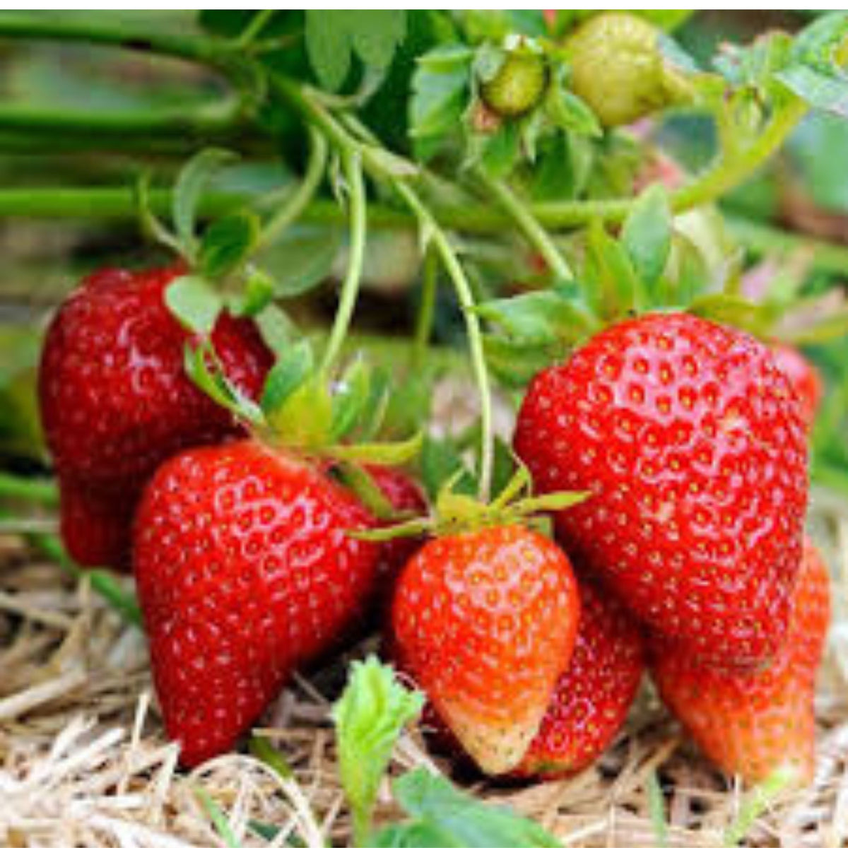 100 Camarosa Strawberry Homegrown Edible Garden Fruit Organic Sweet Non-GMO Berry Seeds