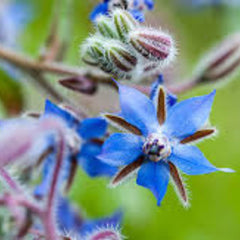 100 Borage Officinalis Seeds