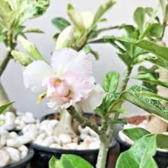 10 Thai Variegated Aenium Obesum 5(Desert Rose) Bonsai Seeds Fresh Flower New Seeds (Original Thai Seeds)