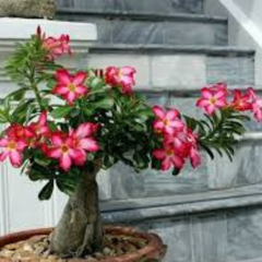 10 Thai No.358 Adenium Obesum (Desert Rose) Seeds Fresh Flower New Seeds (Original Thai Seeds)