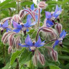 100 Borage Officinalis Seeds (Flower Garden Plants)