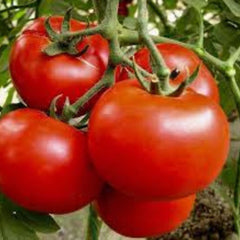 100 Brand Boy Hybrid Rose Pink Big Tomato Heirloom Seeds (Vegetable Potted Plants)