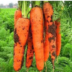 100 Carrot Bonsai Fruit Vegetable Flores Nutrition Heirloom Seeds (Vegetable Potted Plants)