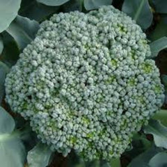 100 Broccoli Varieties Waltham29 Heirloom Seeds (Vegetable) Non Gmo