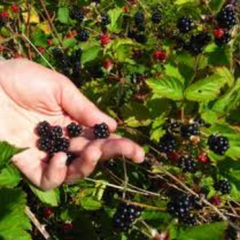 100 Blackberry Blackberries Black Berry Non-GMO Fruit Seeds