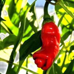 100 Chili Hot Peter Pepper Heirloom Seeds (Vegetable Potted Plants)