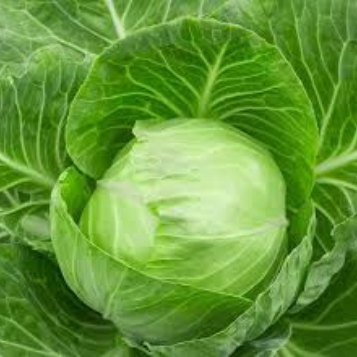 100 Cabbage Organic Vegetable Planting Potted Home Garden Heirloom Seeds (Vegetable Potted Plants)