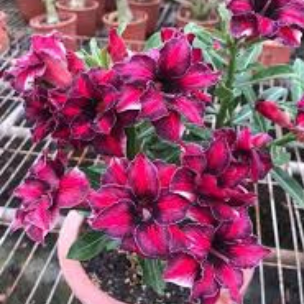 10 Thai Super Star Adenium obesum Double layer Desert Rose Seeds – JSPSeeds
